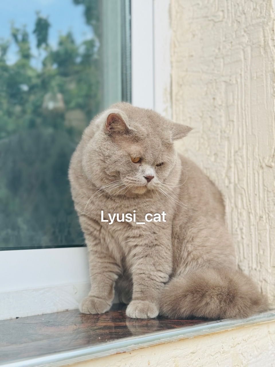 Scottish fold Homilador 1 oylik. 2 yoshga tolmagan