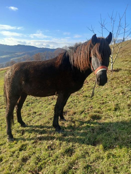 Cal de vânzare,are 2 ani jumate.