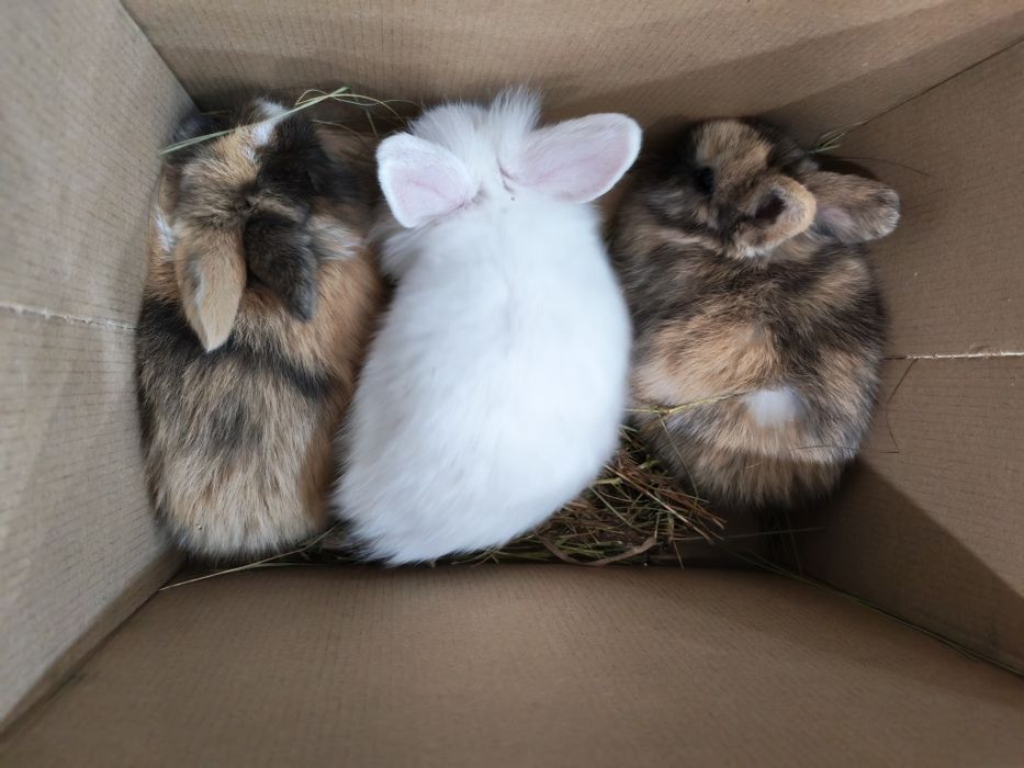 Кролик декоративный