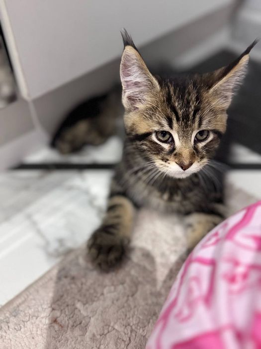 Amerkanskiy Maine Coon 250$