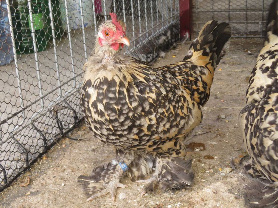 Mii de flori lemon (galben citrin portelan)