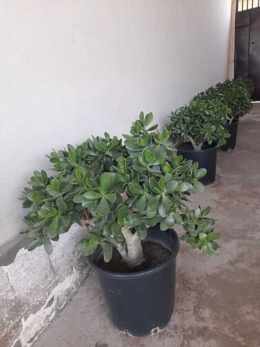 Dollar gullar arzonga