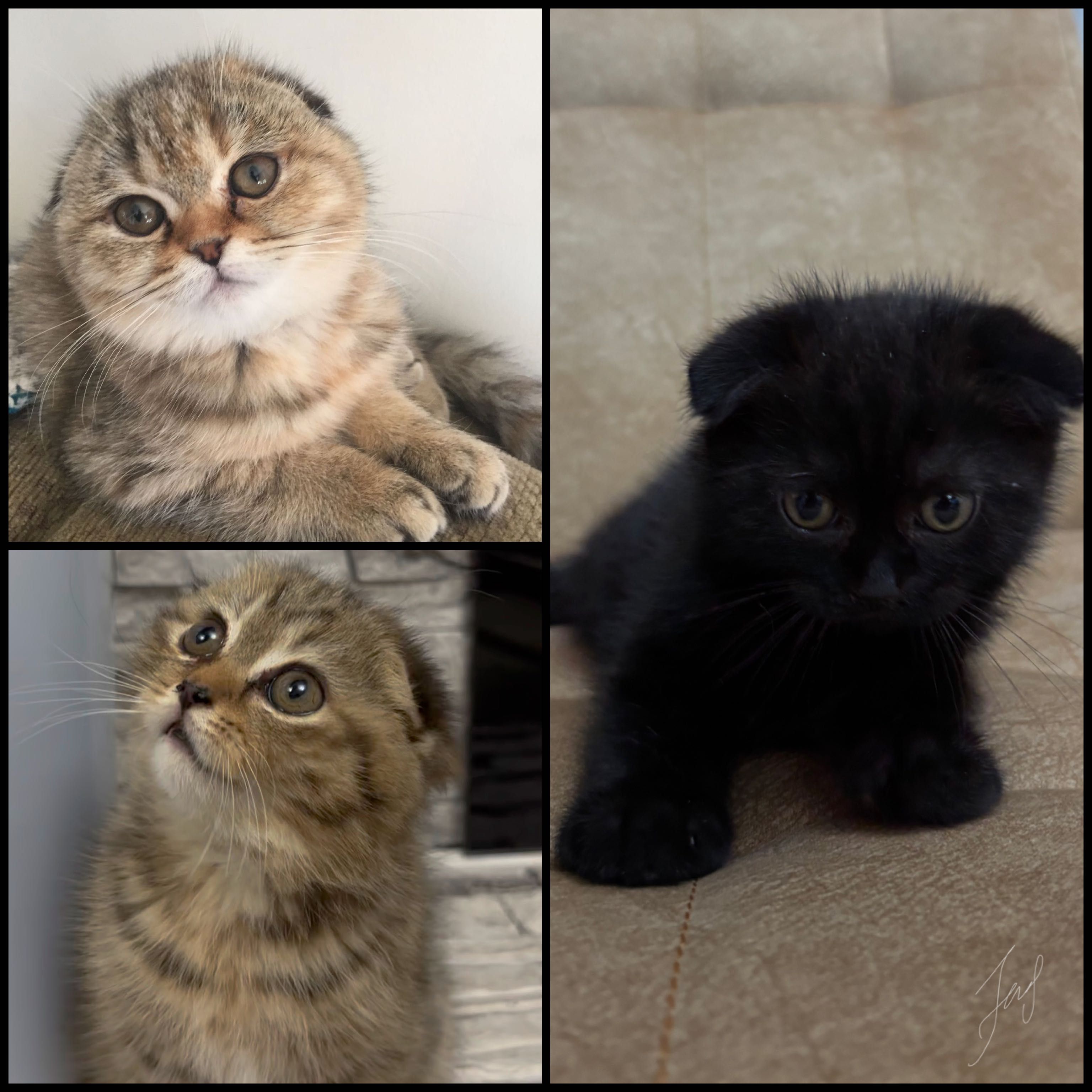 Котята породы Скоттиш Фолд