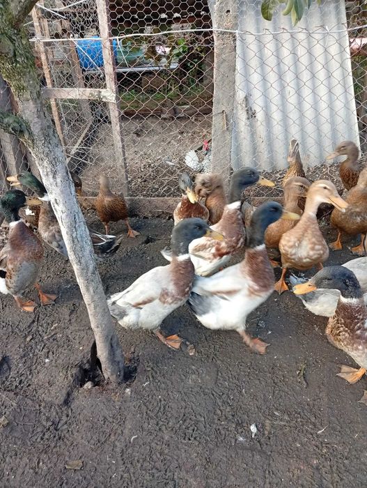 De vanzare rata idiene si altele