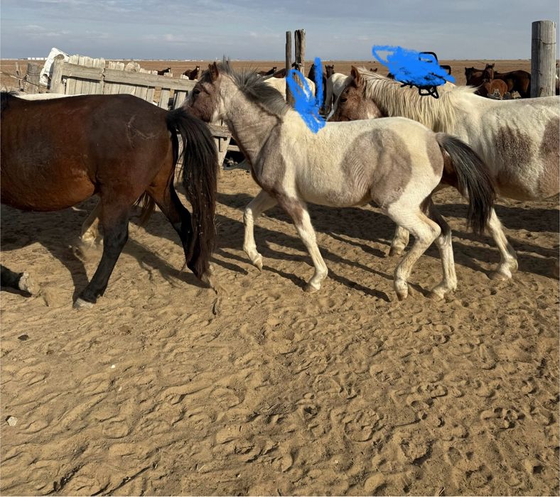 Ұрғашы жабағы сатылады.Бағасым200 000тг.