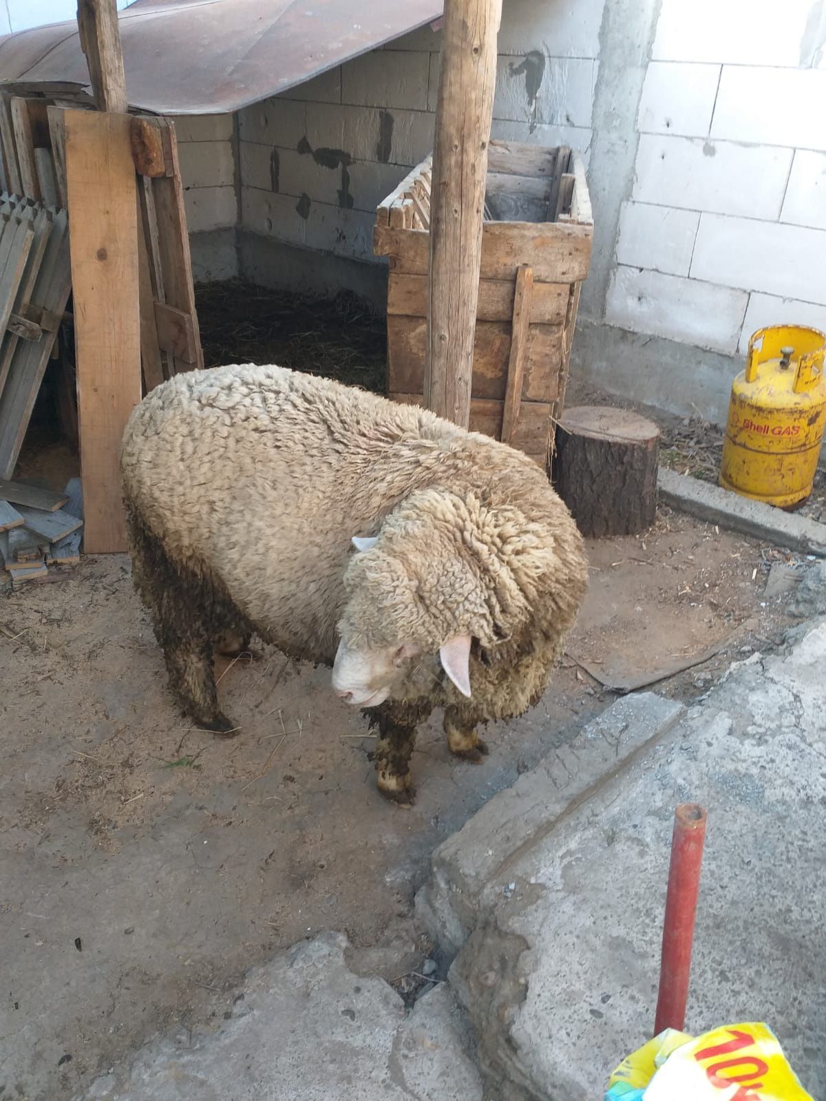 Berbec merinos de palas