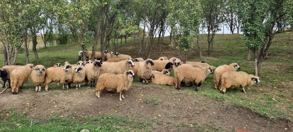 Oii de vanzare 30 de bucăți