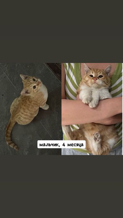 Котята, 4 месяца