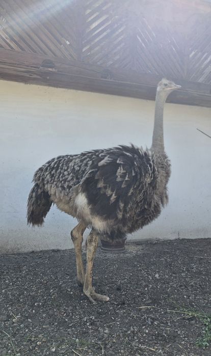 Struți de vânzare!