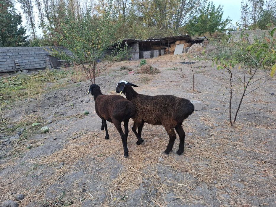 Qo'zi qo'y, bu yilgi