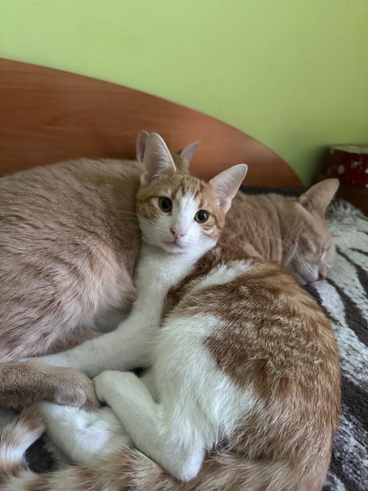 Котета родени на 01.07 си търсят дом!