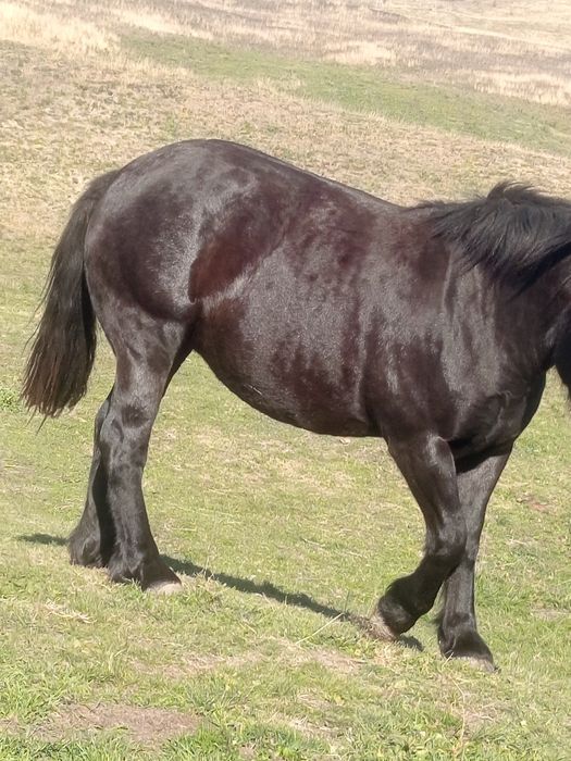 Vand manza de 2 ani !