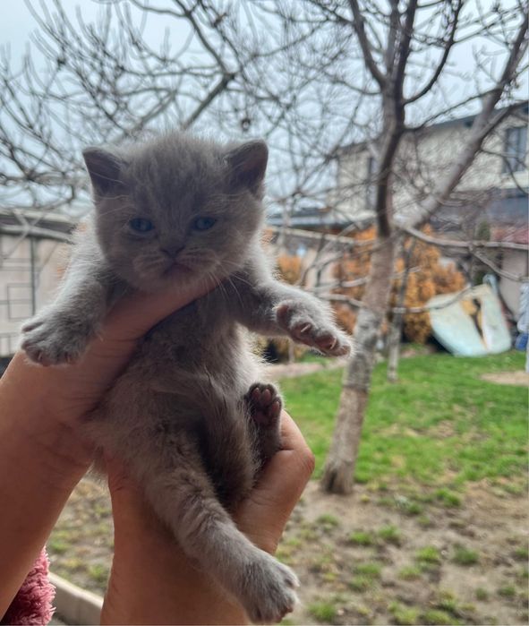 British Shorthair Lilac