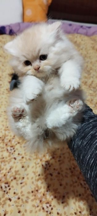 Персийски котенца