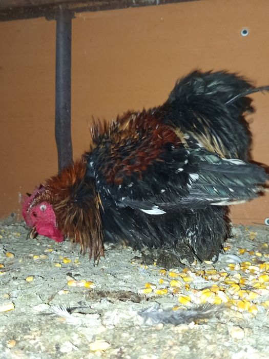 Se vinde pasaride curte și porumbei