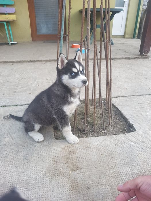 Vand catel rasa Husky Siberian