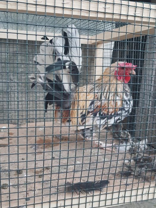 Cocoși pitici japonezi