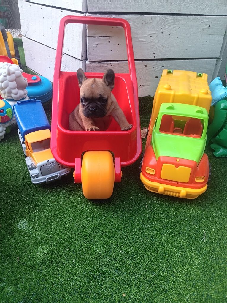 Френски булдог french bulldog
