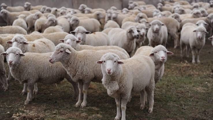 Бараны апрельские