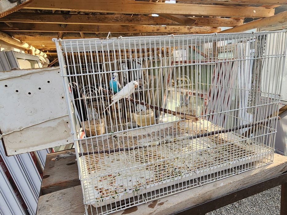 Ишлаяпти битта боласи бор тайёр холатта ини биланИшлаяпти битта боласи