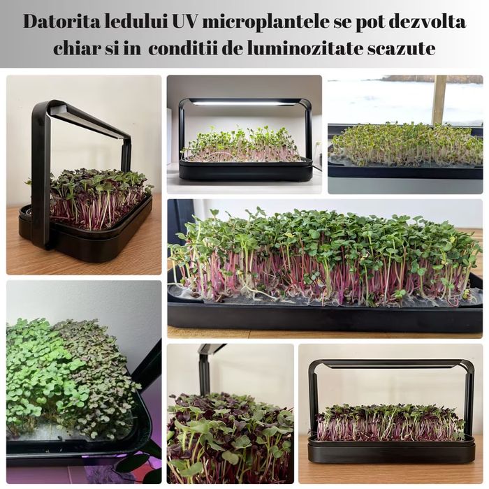 Kit crestere microplante hidroponic