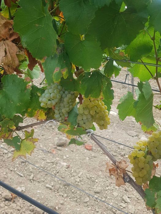 Продавам грозде за вино и ракия