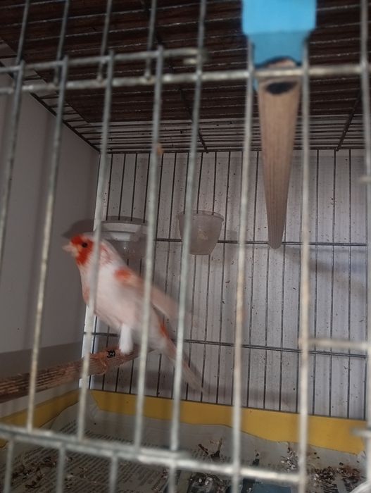 Канарчета таз годишни