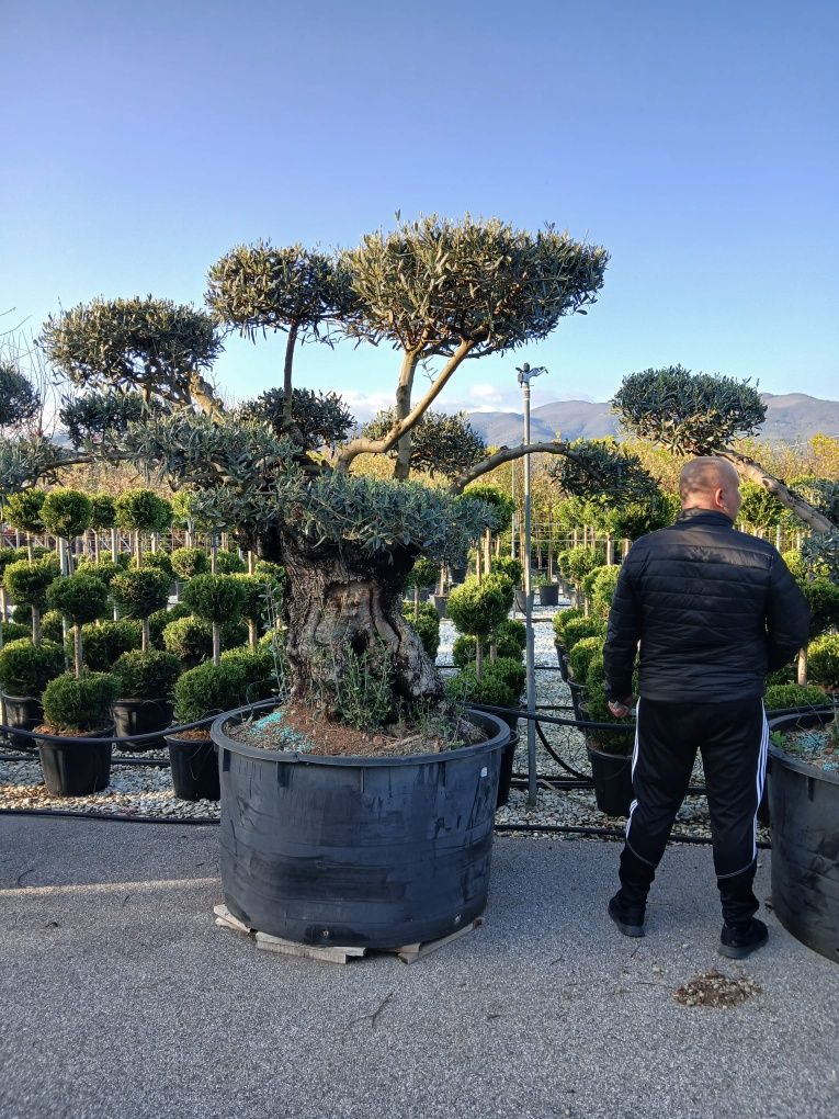 Măslini bonsai diferite marimi