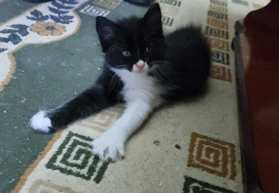 Котята в добрые руки. Бесплатно.