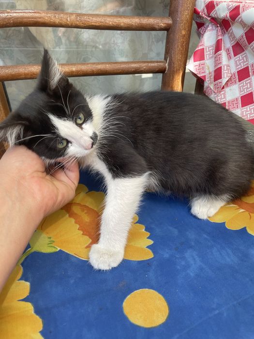 Мъжко коте на 2 месеца