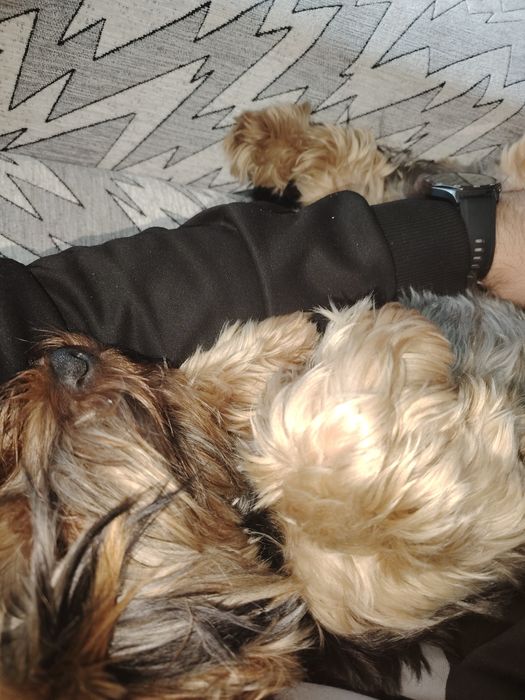 Йорки на една година и половина