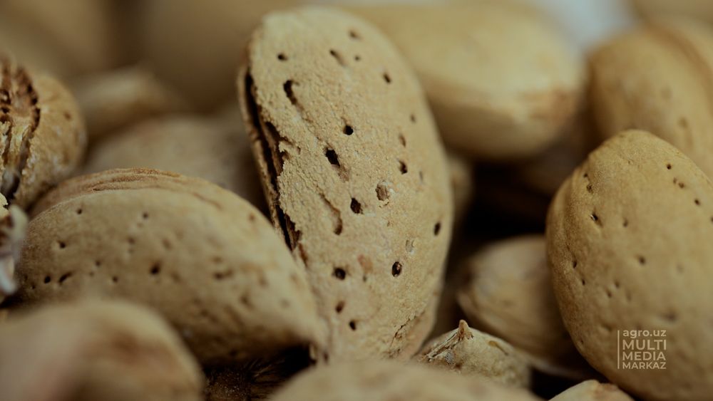 Bodom mevasi sotiladi