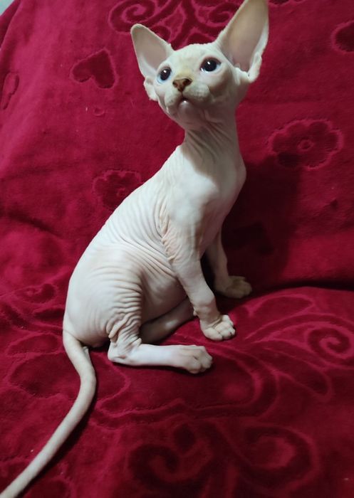 Продаются канадские котята  сфинксы