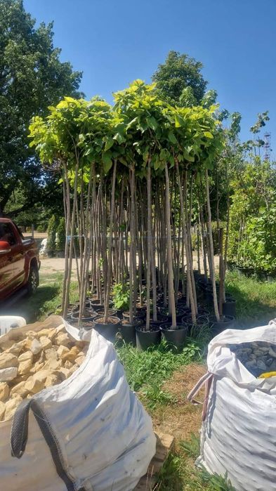 Plante ornamentale & gazon rulou