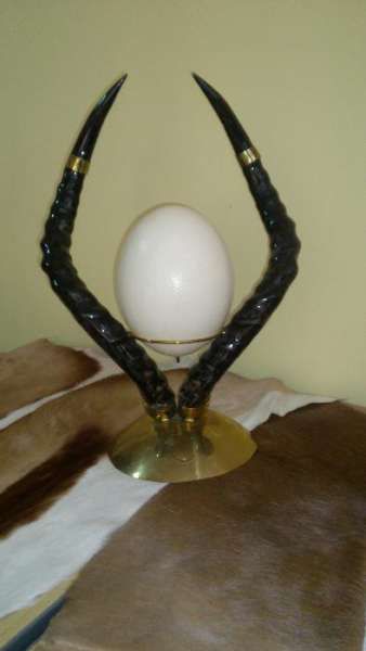 Двурог трофей с щраусово яйце