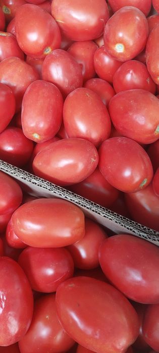 Продам помидоры новичек