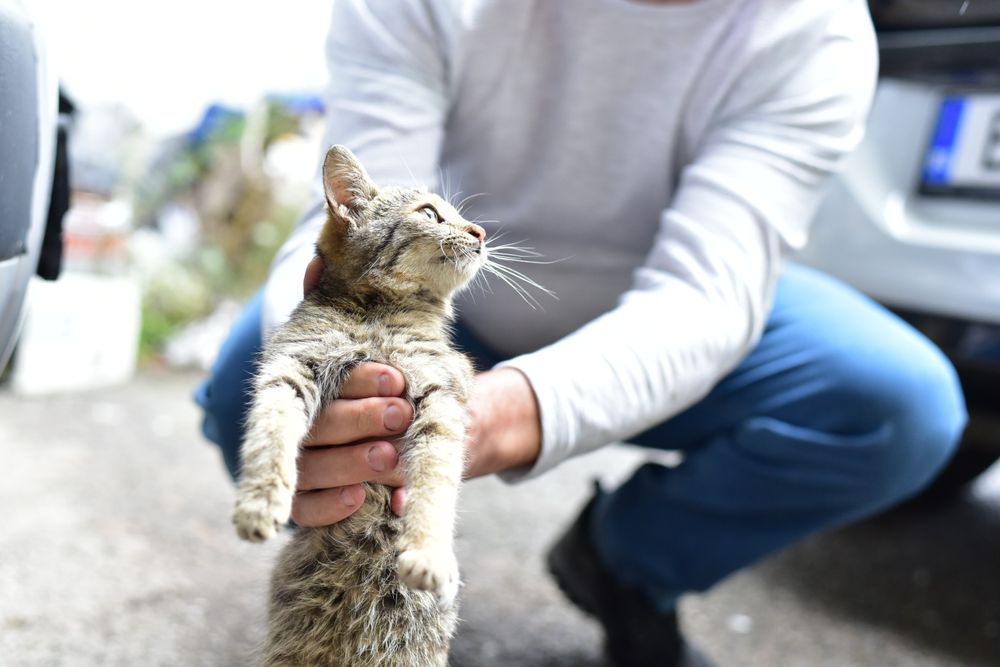 Подарявам коте на 2 месеца, здраво с аксесоари