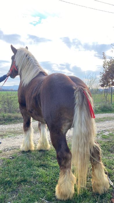 Armasar Ardenez De Monta !