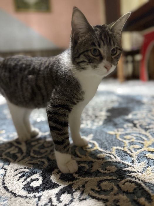 В добрые руки отдаем котят