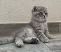 Scottish fold superbi