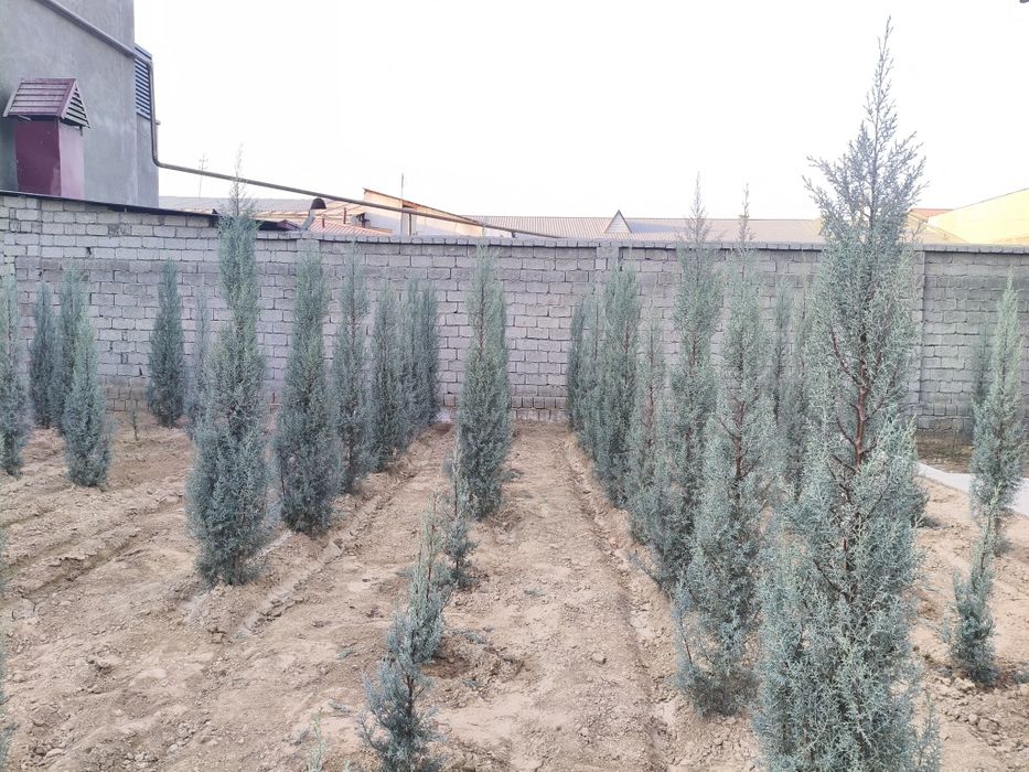 Арча Аризонская кепарис Италия сотилади