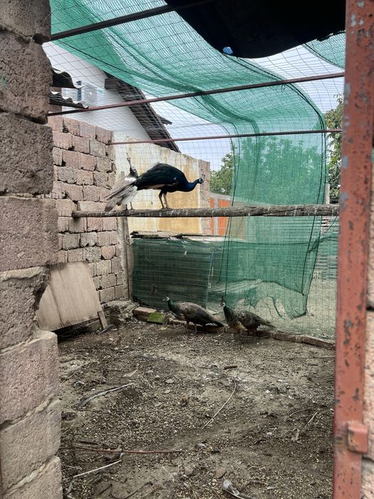 Vand 3 femele de păuni si un mascul