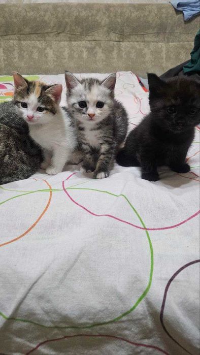 Пристраиваються Домашнии Котята.