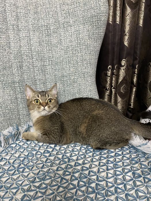 Toza paroda uyda boqilgan dakumentlari bor