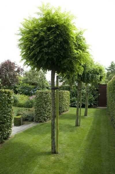 Arbori globulari   artar  salcam catalpa arbori plangatori umbrela