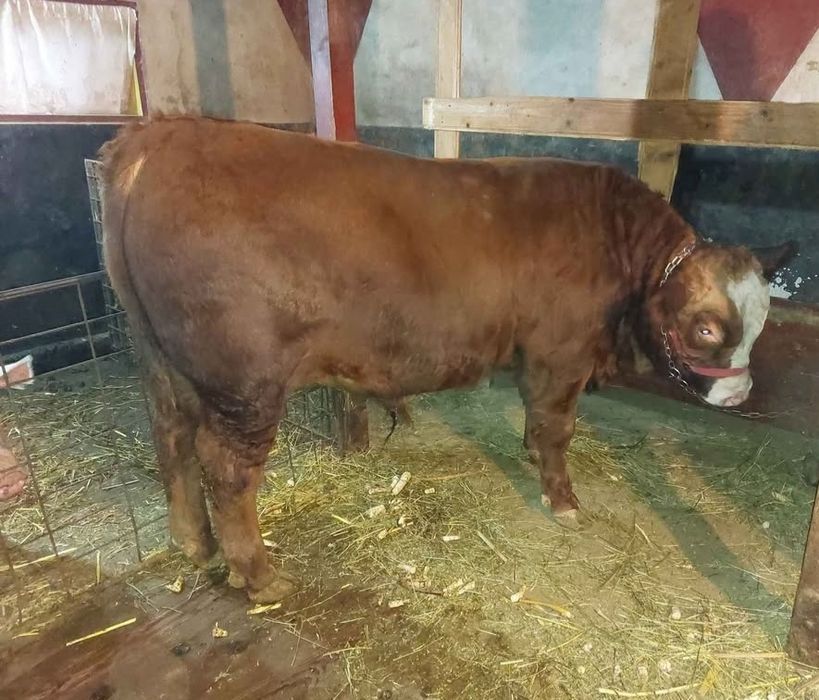 Vand vițel rasa Metis Angus