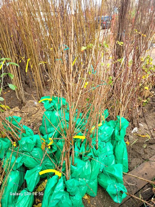 Prun galben Honey/Flora Natur. Top Taste la oferta. Livrare curier