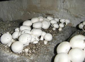 Compost incubat faza 3 Champignion