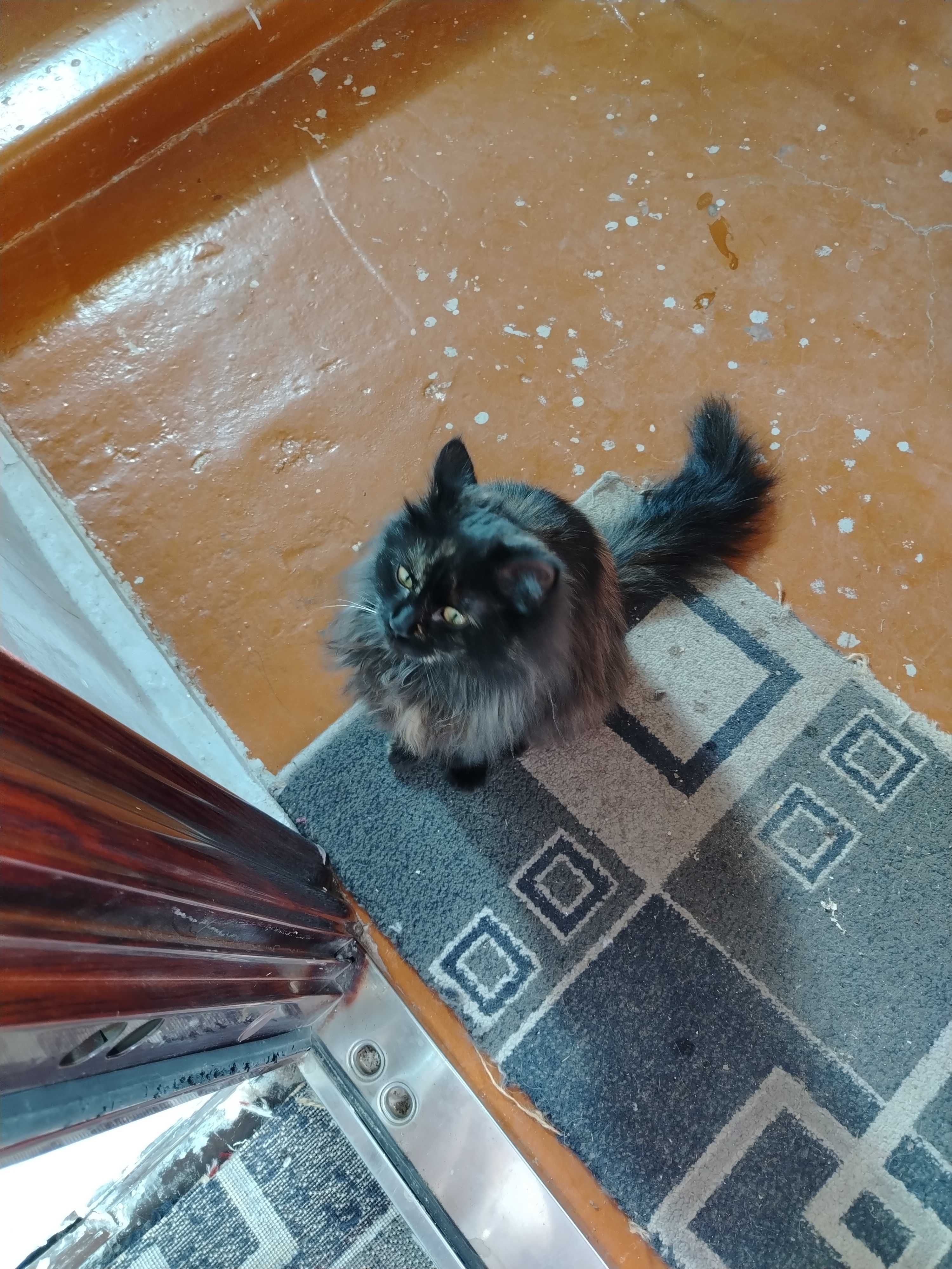 Кошку в добрые руки