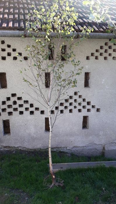 Mesteacan alb cu radacina